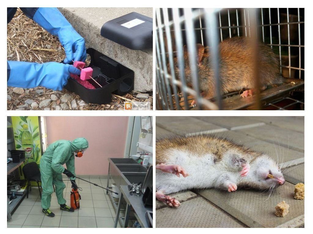 Фирма по уничтожению грызунов, крыс и мышей в Вологдой