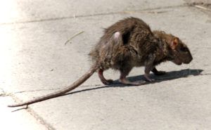 Фирма по уничтожению грызунов, крыс и мышей в Вологдой