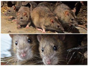 Травить грызунов крыс и мышей в Вологдой