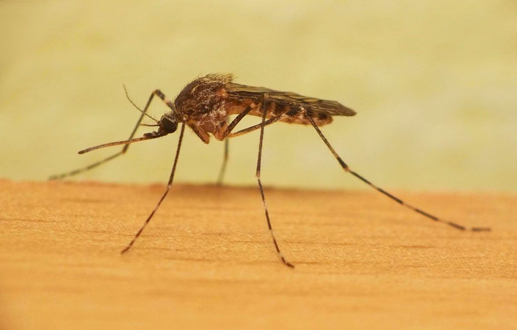Уничтожение комаров в Вологдой