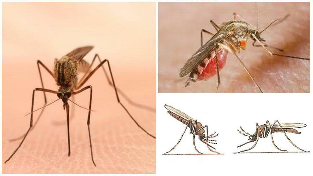 Уничтожение комаров в Вологдой