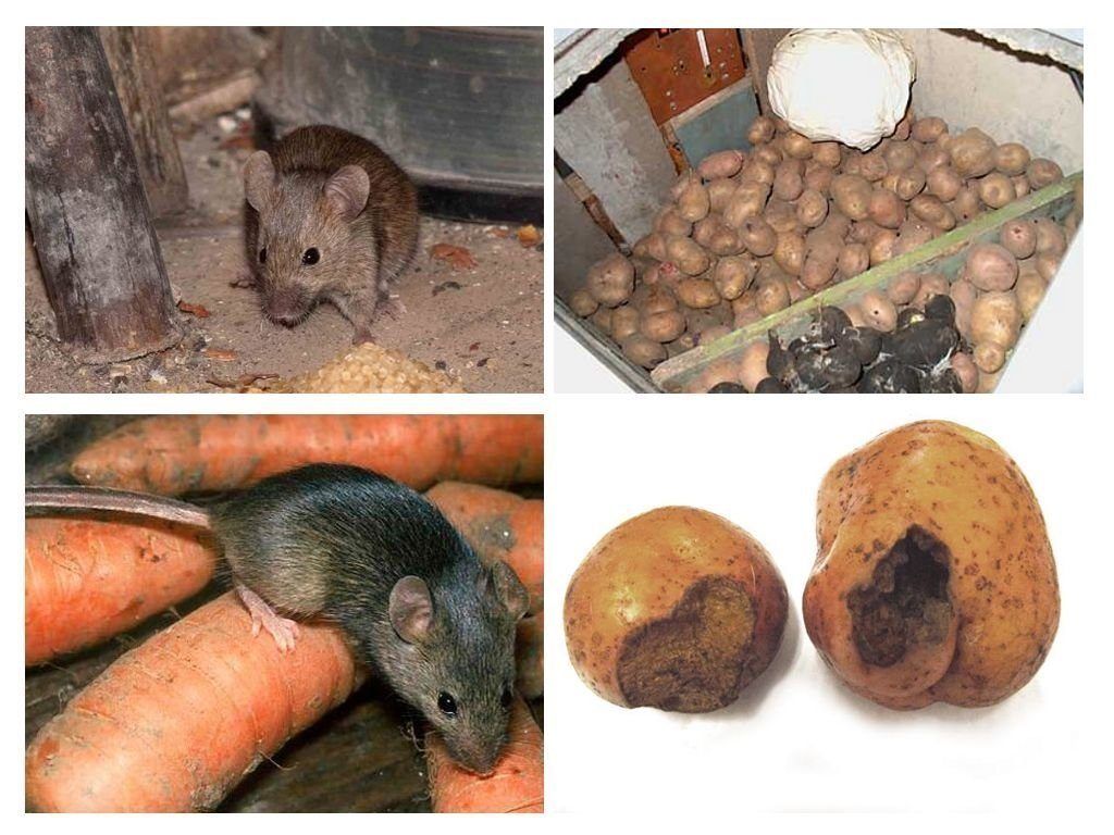 Обработка от грызунов крыс и мышей в Вологдой