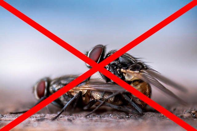 Профессиональное уничтожение мух в Вологдой с гарантией