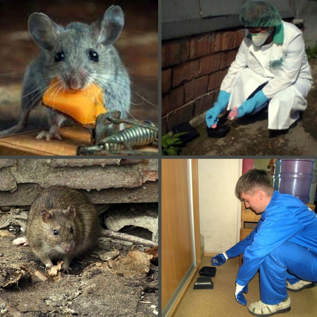 Дезинфекция от грызунов, крыс и мышей в Вологдой