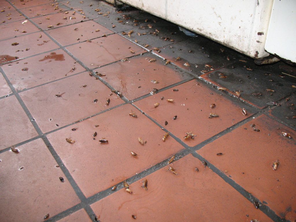 Уничтожение тараканов в квартире в Вологдой 