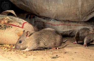 Дератизация от грызунов от крыс и мышей в Вологдой