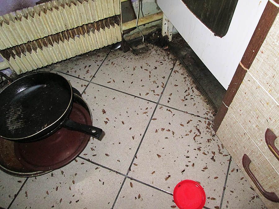 Санэпидемстанция от тараканов в Вологдой, вызвать, цены